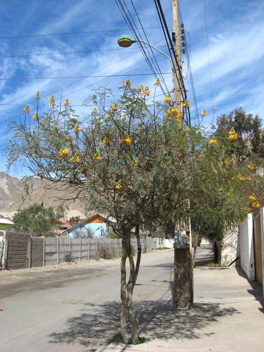 Descripción: D:\JM-disco duro\Vasculares x familia-todas\angiospermas-fotos-icon-textos\Fabaceae\FABACEAE EXOTICAS\Caesalpinia gilliesii FJA (2).jpg